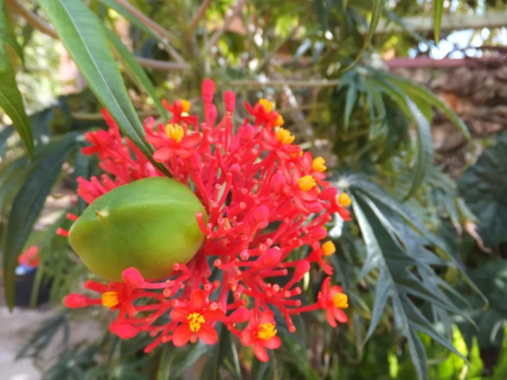 Pimento Lodge Resort Port Antonio Jamaika