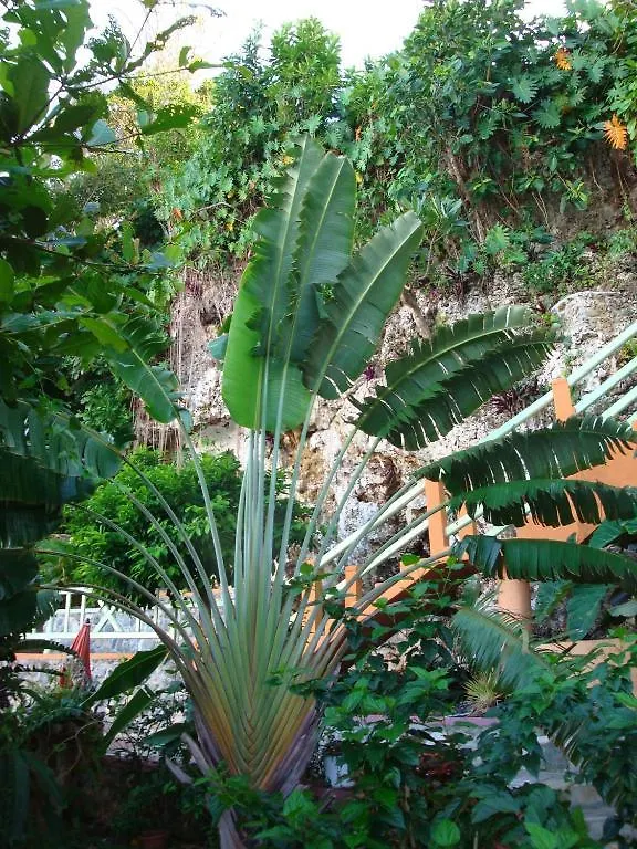 Pimento Lodge Resort Port Antonio 0*,
