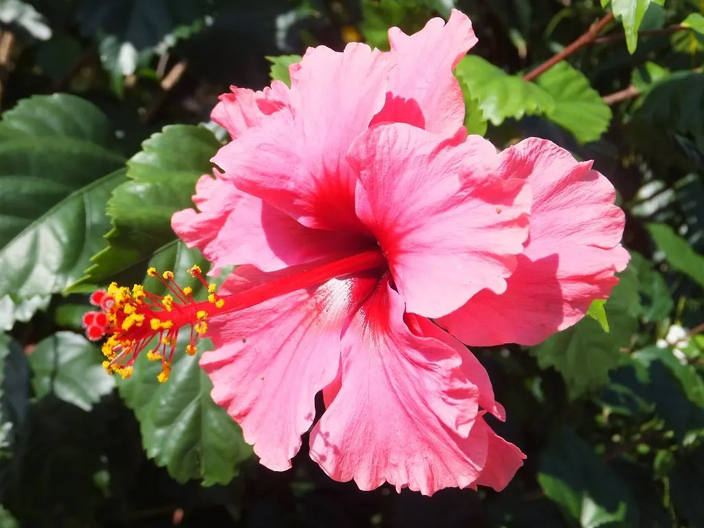 Pimento Lodge Resort Port Antonio